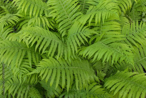 Fototapeta green feathery leaves of the garden fern - ostrich fern (lat. Matteuccia struthiopteris)
