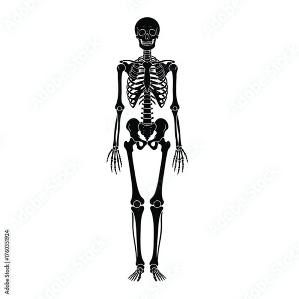 Obraz Detailed Illustration of a Human Skeleton in a Standing Pose for Educational and Medical Use