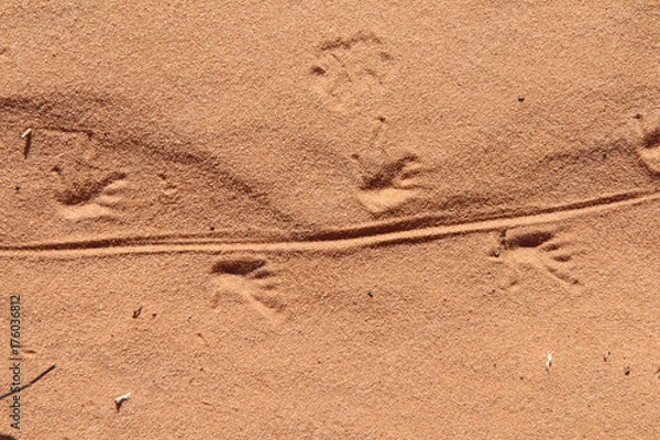Fototapeta Lizard footprints in red sand desert in Arches National Park