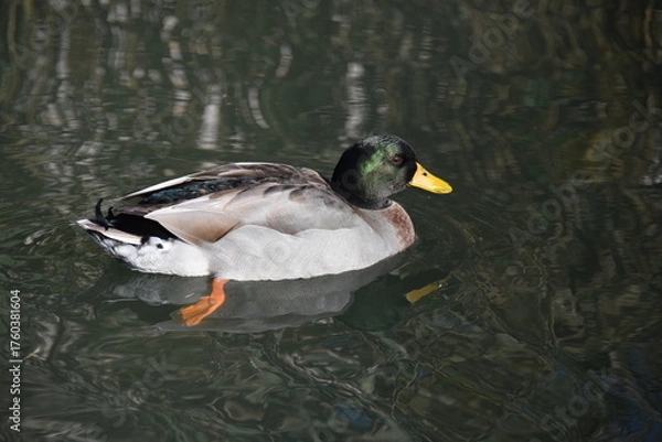 Obraz duck on the lake