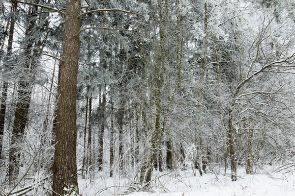 Fototapeta Winter trees, close-up