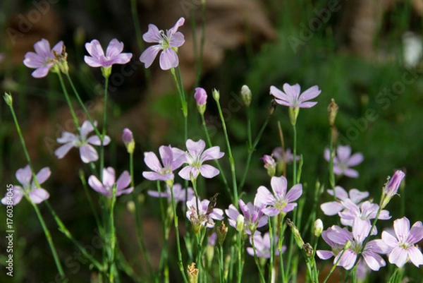 Obraz Steinbrech-Felsennelke