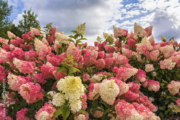Fototapeta Hydrangeas bloom in the garden on a sunny afternoon, with clouds in the sky.
