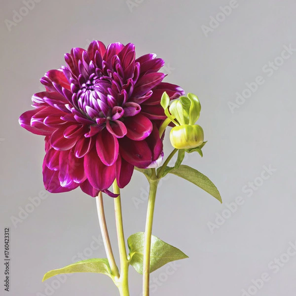 Fototapeta Vibrant purple dahlia flower with a budding bloom against a soft background