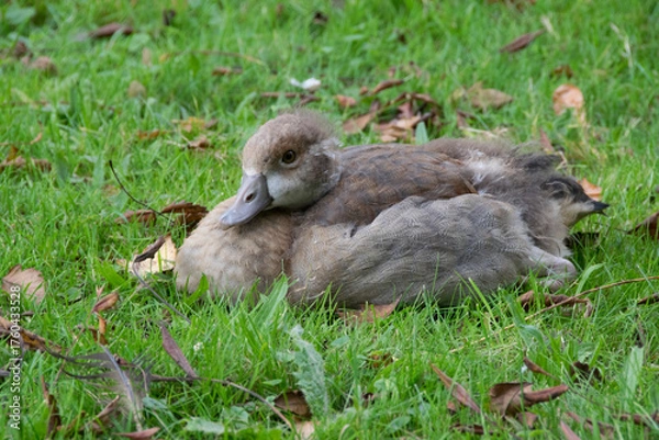 Obraz Im Gras sitzende junge Nilgans