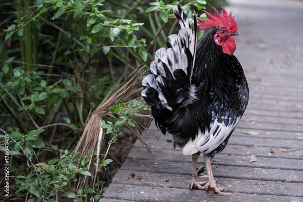 Fototapeta rooster walking on a path
