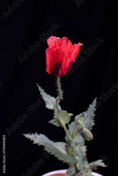 Obraz FLOR DE AMAPOLA