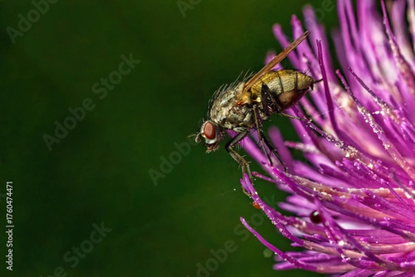Fototapeta Fliege