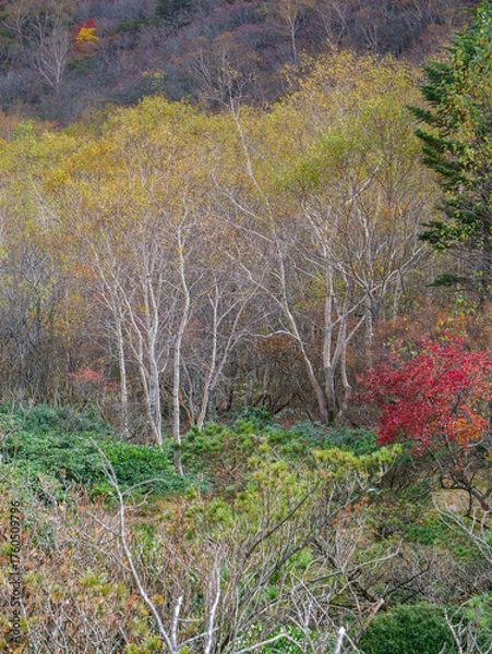 Fototapeta 紅葉の姥ヶ平