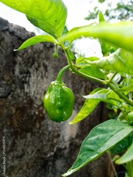 Fototapeta A closeup of a green Cheiro Recife pepper developing on a plant, highlighting its glossy skin and lush surroundings.