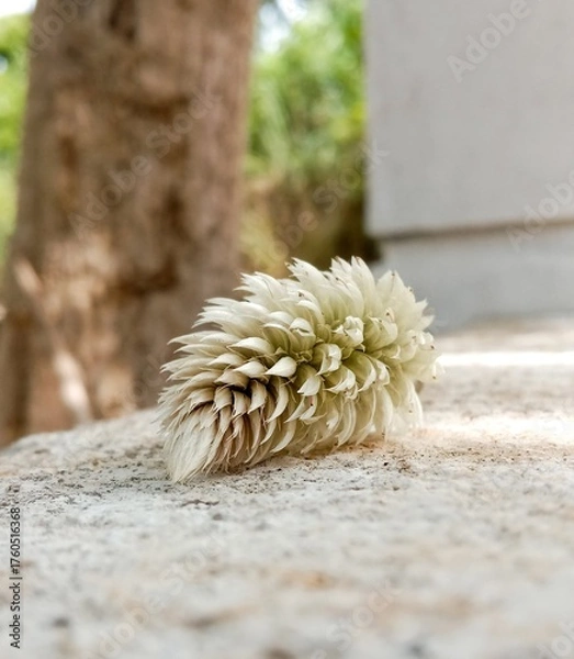 Fototapeta A single white celosia argentea flower displayed on a rough stone background.
