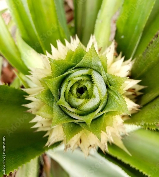 Fototapeta close up of a pineapple top view showing green spiky leaves forming a rosette pattern, pineapple crown viewed from above.