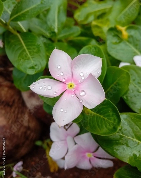 Fototapeta Closeup of a pink Madagascar periwinkle flower with sparkling water droplets on its petals.
