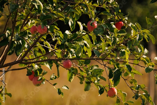 Obraz red apples on tree