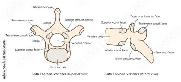 Obraz 第6胸椎の解剖学、上面図と側面図