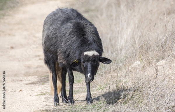 Obraz Pecore al pascolo