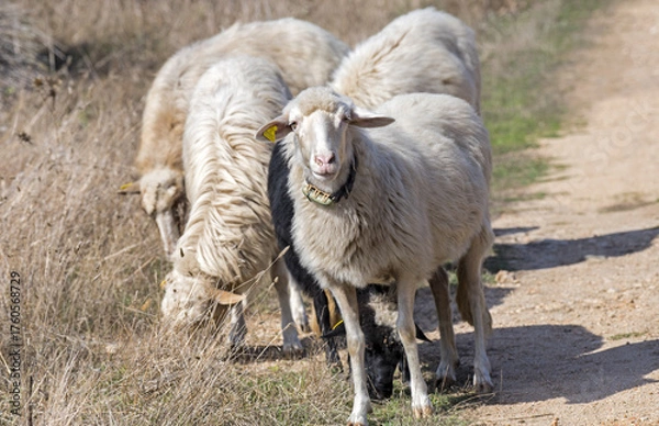 Obraz Pecore al pascolo