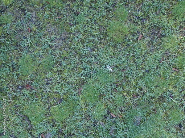 Fototapeta green grass background