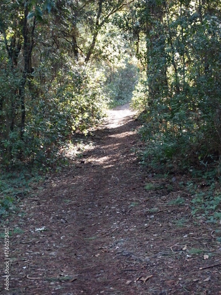 Fototapeta path in the woods