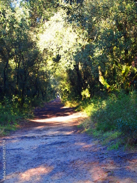 Fototapeta autumn in the forest