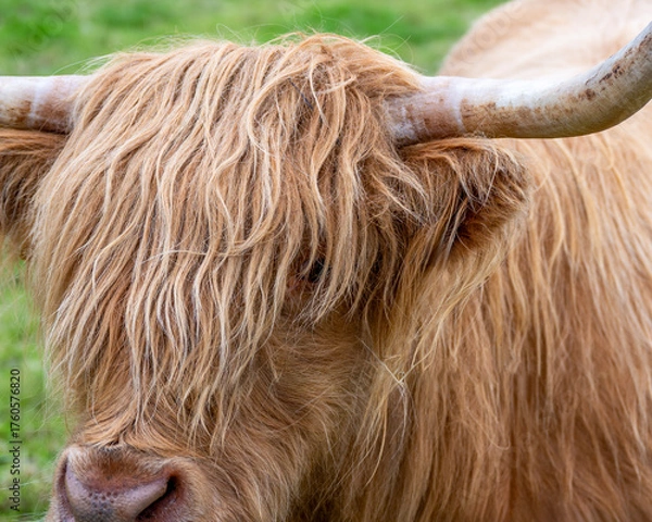 Fototapeta Schottland