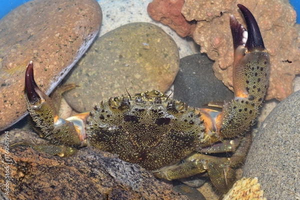 Obraz Eriphia verrucosa. favollo
