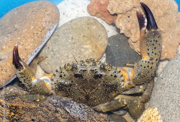 Obraz Eriphia verrucosa. favollo