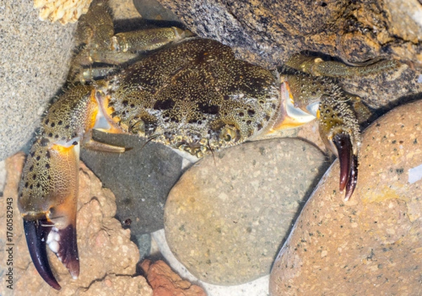 Obraz Eriphia verrucosa. favollo