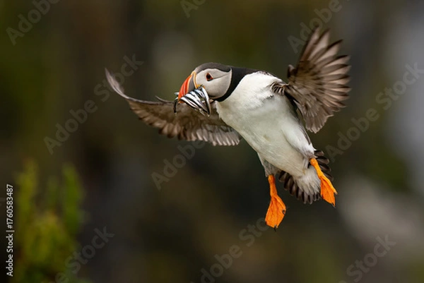 Obraz Papageitaucher