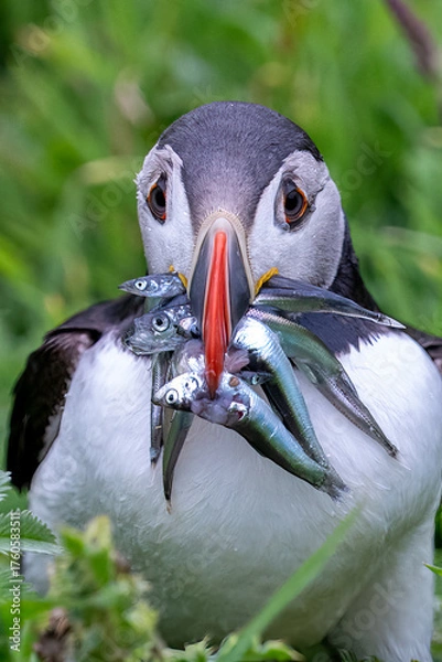 Obraz Papageitaucher