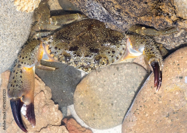 Obraz Eriphia verrucosa. favollo