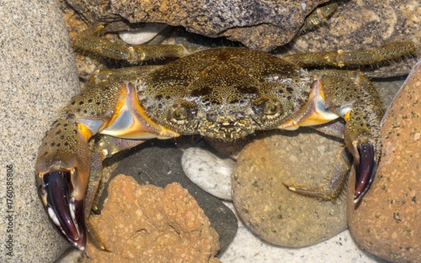 Obraz Eriphia verrucosa. favollo