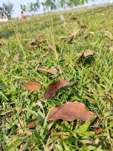 Fototapeta Leaves fall on the green grass.