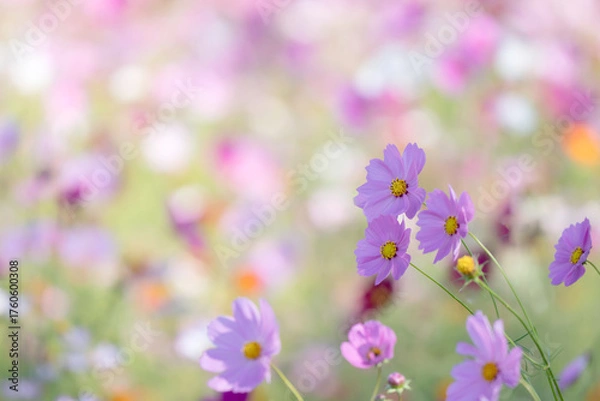Obraz 満開のコスモスの花　背景素材