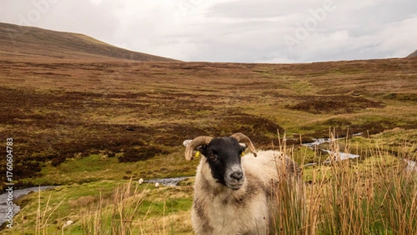 Obraz A Highland sheep in front of a breathtaking Scottish landscape