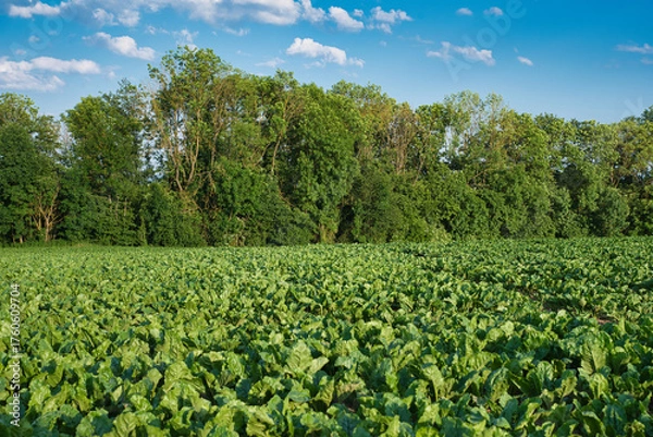 Fototapeta Feld mit Zuckerrüben und Wald