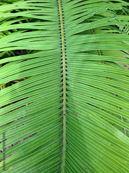 Fototapeta Close-up of a vibrant green palm leaf showing its natural pattern and symmetry. Detailed tropical texture with visible veins and lines, perfect for use as a background or botanical design element.