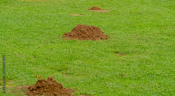 Fototapeta Maulwurfhügel