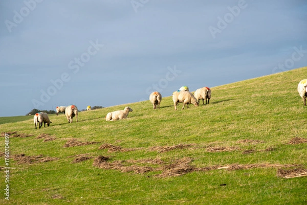 Obraz Wattenmeer mit Schafe