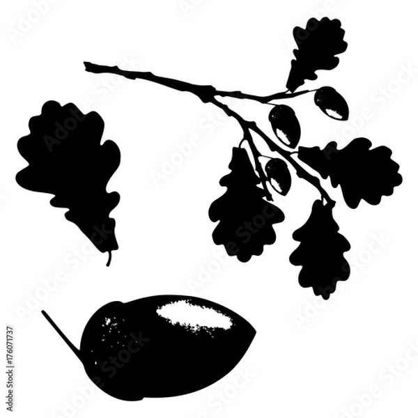 Obraz Ecology stylized vector illustration. Oak leaf, acorn and branch isolated silhouette. Eco nature seasonal graphic