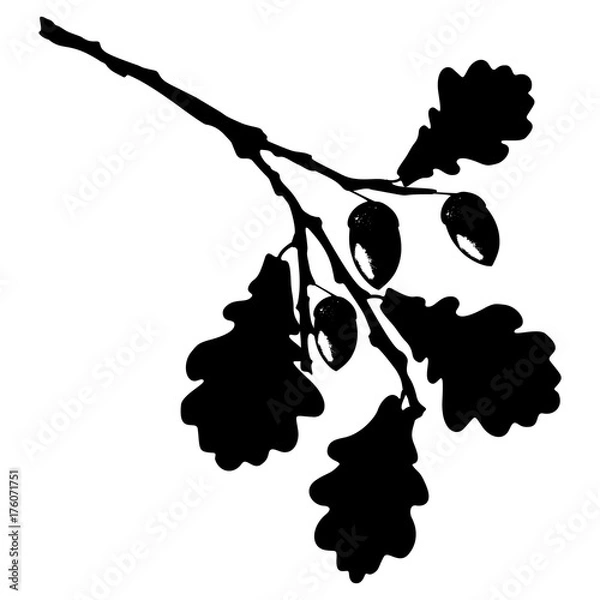 Obraz Ecology stylized vector illustration. Oak leaf, acorn and branch isolated silhouette. Eco nature seasonal graphic