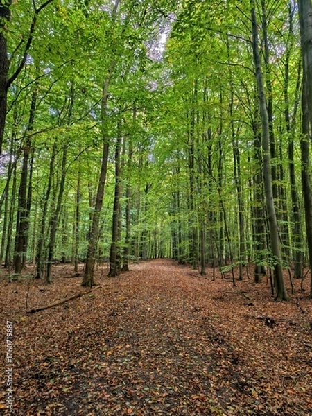Fototapeta path in the forest