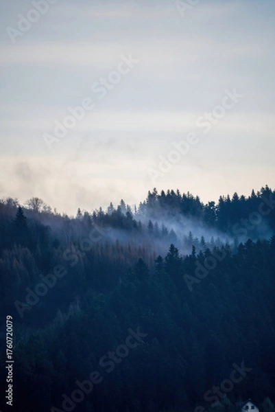 Fototapeta Early fog rolls over a pine forest on a mountain in southern Poland, creating a calm, mystical atmosphere perfect for nature enthusiasts.