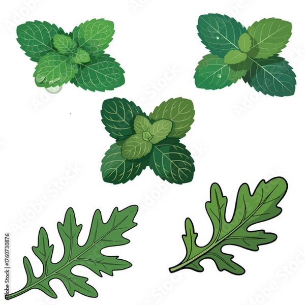 Obraz Fresh green mint and arugula leaves arranged artistically for culinary and herbal use