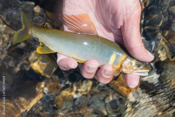 Obraz 仕掛をセットしたアユ