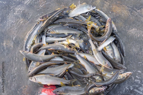 Obraz 鮎友釣りの釣果