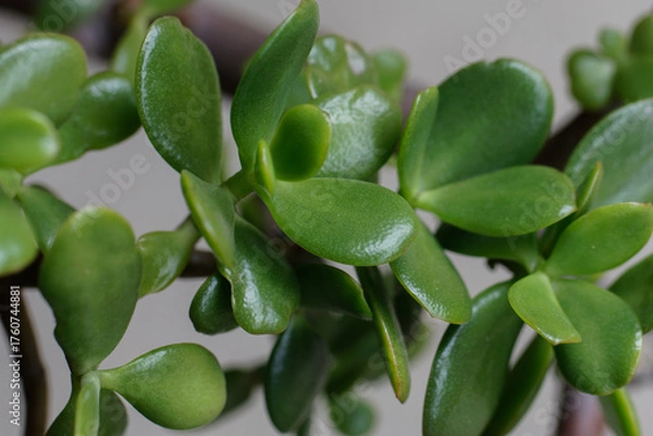 Fototapeta 金の成る木01