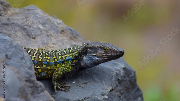 Obraz lizard on the rock