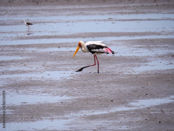 Fototapeta Painted Stork Foraging in Mud