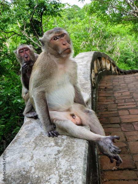 Fototapeta Monkeys Relaxing on a Ledge
